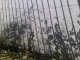 080719.Mirroerd_flora_t.gif