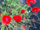 080720.Poppy_waiting_t.gif