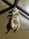 080801.Pet_Mere_Cat_t.gif