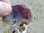 080802.Swakopmund_lobster_t.gif