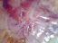 080803a.jelly_fish_t.gif