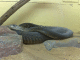 080805.Swakopund_snake_3_t.gif