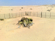 080805a.1,500yr_plant_t.gif