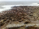 080806.Seal_colony_t.gif
