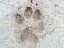 080806.jackel_print_t.gif