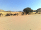 080808.Damaraland_Elephants_t.gif