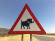 080812.Warthogs_about_t.gif