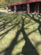 080813.Shadow_trees_t.gif