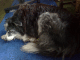 080816.MOT_sleeping_dogs_t.gif