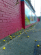 080831.fallen_apples_t.gif