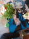 080901.festival_poster.v0_t.gif