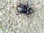 080916.Pengam_stag_t.gif