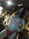 080920..Johnny_Blueeyes_t.gif