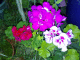 080926.pink_t.gif