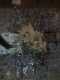080930.Sick_t.gif