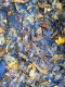 081006.pengam_leaves_t.gif
