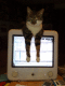 081008.Tricks_t.gif