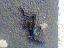 081012.Squashed_frog_t.gif