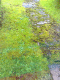 081016.green_t.gif
