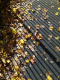 081017.Autumn_Left_t.gif