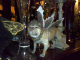081021.flying_bulldog_t.gif