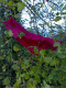 081031.Lost_brolly_t.gif
