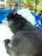 081103.Ikea_t.gif
