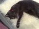 081103.sleek_t.gif