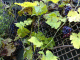 081112.Dead_Grapes_t.gif