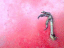 081115.Blackbird_Claw_t.gif