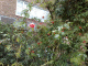 081129.winter_rose_t.gif