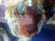 050622.Danny_Pockets_t.gif