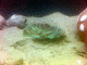 050624.Danny_Pockets_t.gif