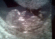 060512.Gregor_t.gif