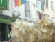 070805.Ant_2_t.gif