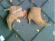 070929.Bill_Drummond_t.gif