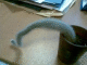071031.Carol_Doyle.v0_t.gif