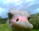 071109.Bill.Drummond_84_t.gif