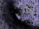 071115.Akimov_Aleksey_Siberia_t.gif