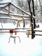 071118.Akimov_Aleksey_Siberia_t.gif