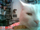 080210.Aaj_t.gif