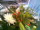 080302.Aaj3_t.gif