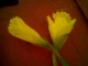 080303.Aaj_t.gif