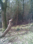 080321.Carol_Doyle_t.gif