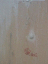 080523.Ellie2.v0_t.gif