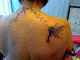 080829.Linda_Mcartney1_t.gif