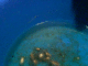 080915.Iz1_t.gif