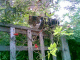 080921.Jn1_t.gif