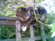 080921.Jn2_t.gif