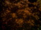 081028.Jn_Snow3_t.gif